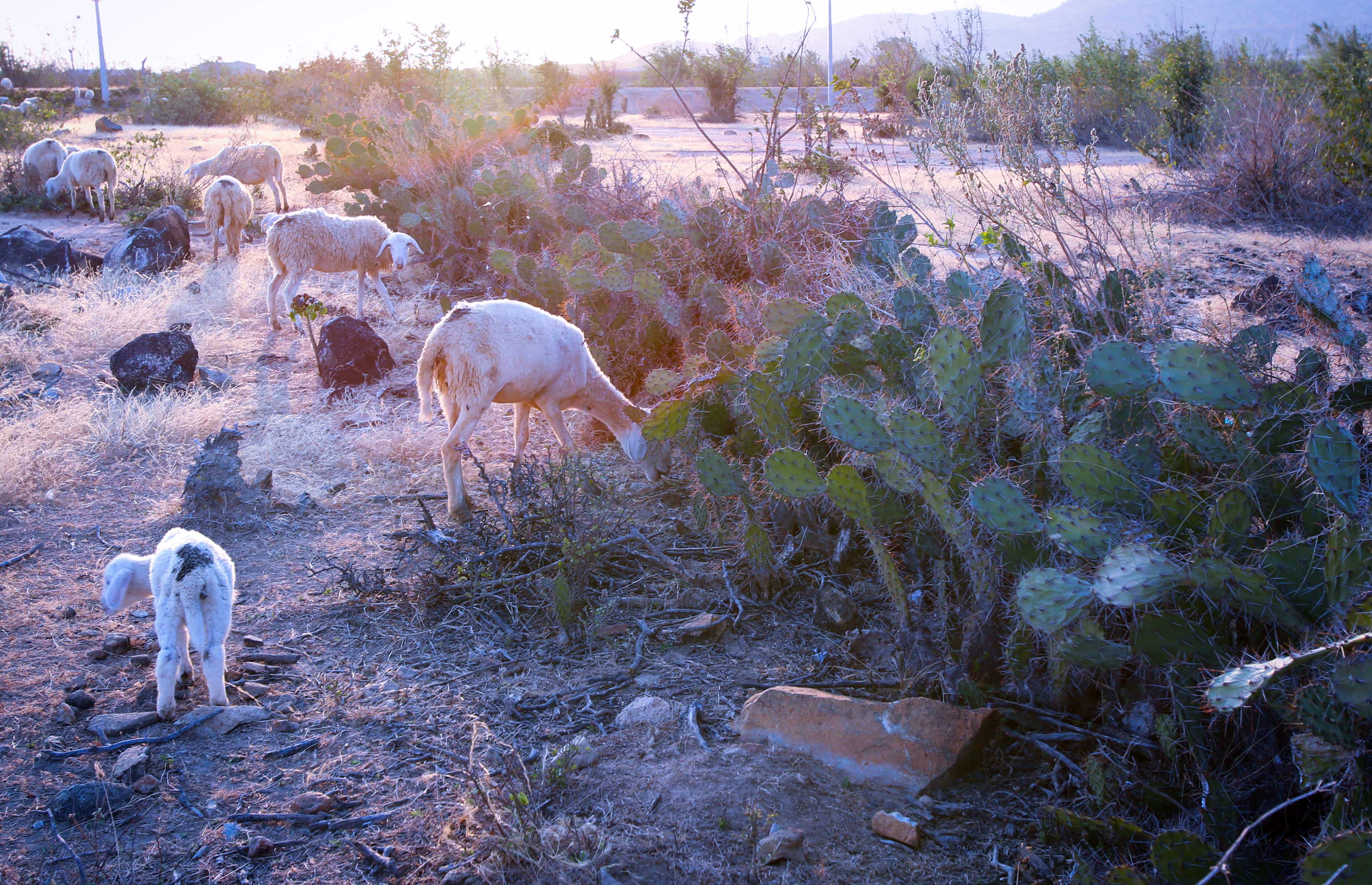 Với khí hậu khô hạn, xương rồng trở thành một loại thực phẩm dự trữ quý giá cho gia súc như cừu ở An Hòa, khi đốt hết gai nhọn. 