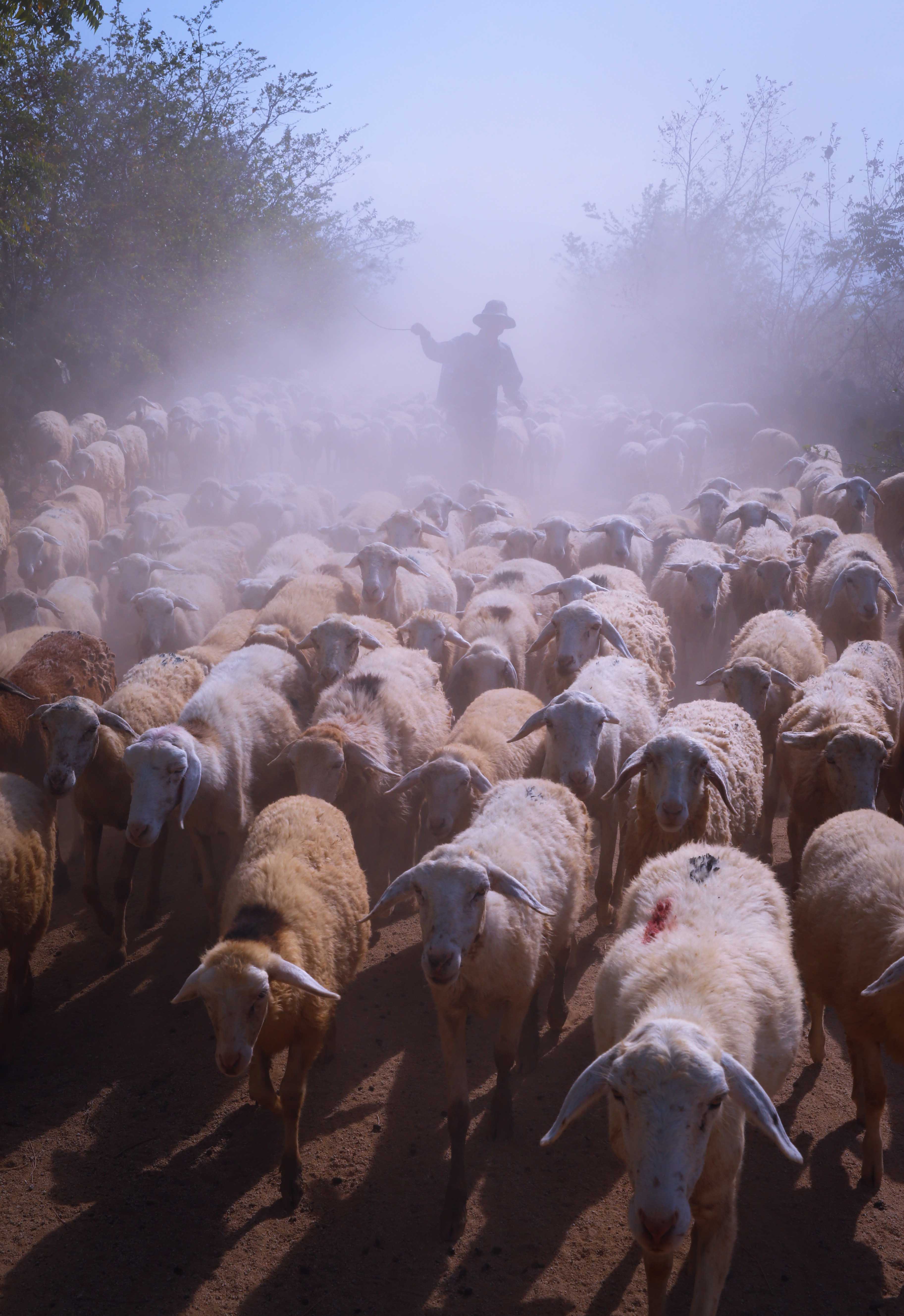 Sáng sớm trên những con đường làng dẫn ra đồng cừu An Hòa là cảnh tượng đàn cừu cả trăm con đồng loạt sổ lồng, sau một đêm dài say giấc. Hình ảnh mở đầu những thú vị cho một ngày khám phá, trải nghiệm ở đồng cừu An Hòa.