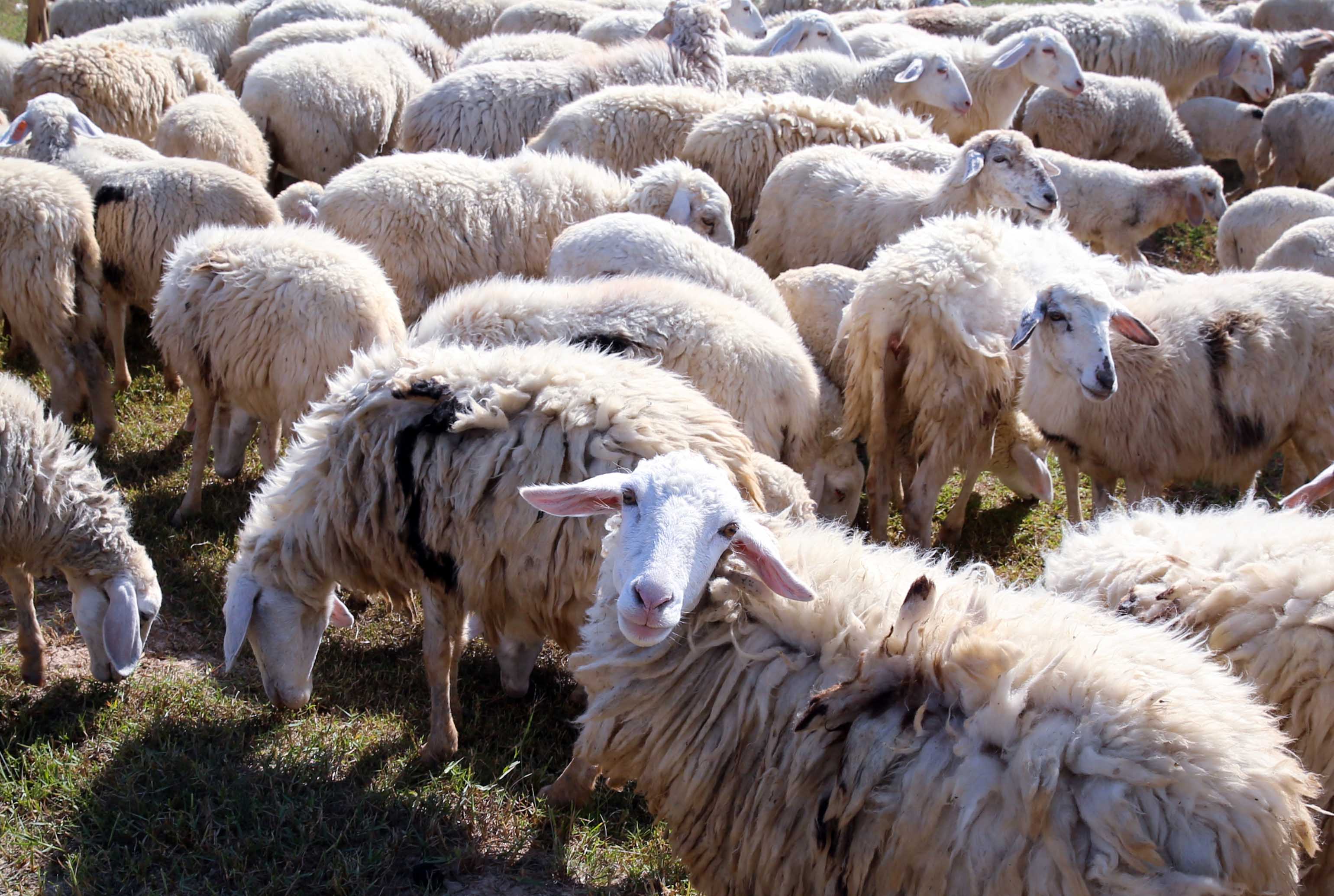 Giữa cánh đồng bạt ngàn màu trắng của cừu có những tiếng “be be” chào khách nơi đồng cừu.