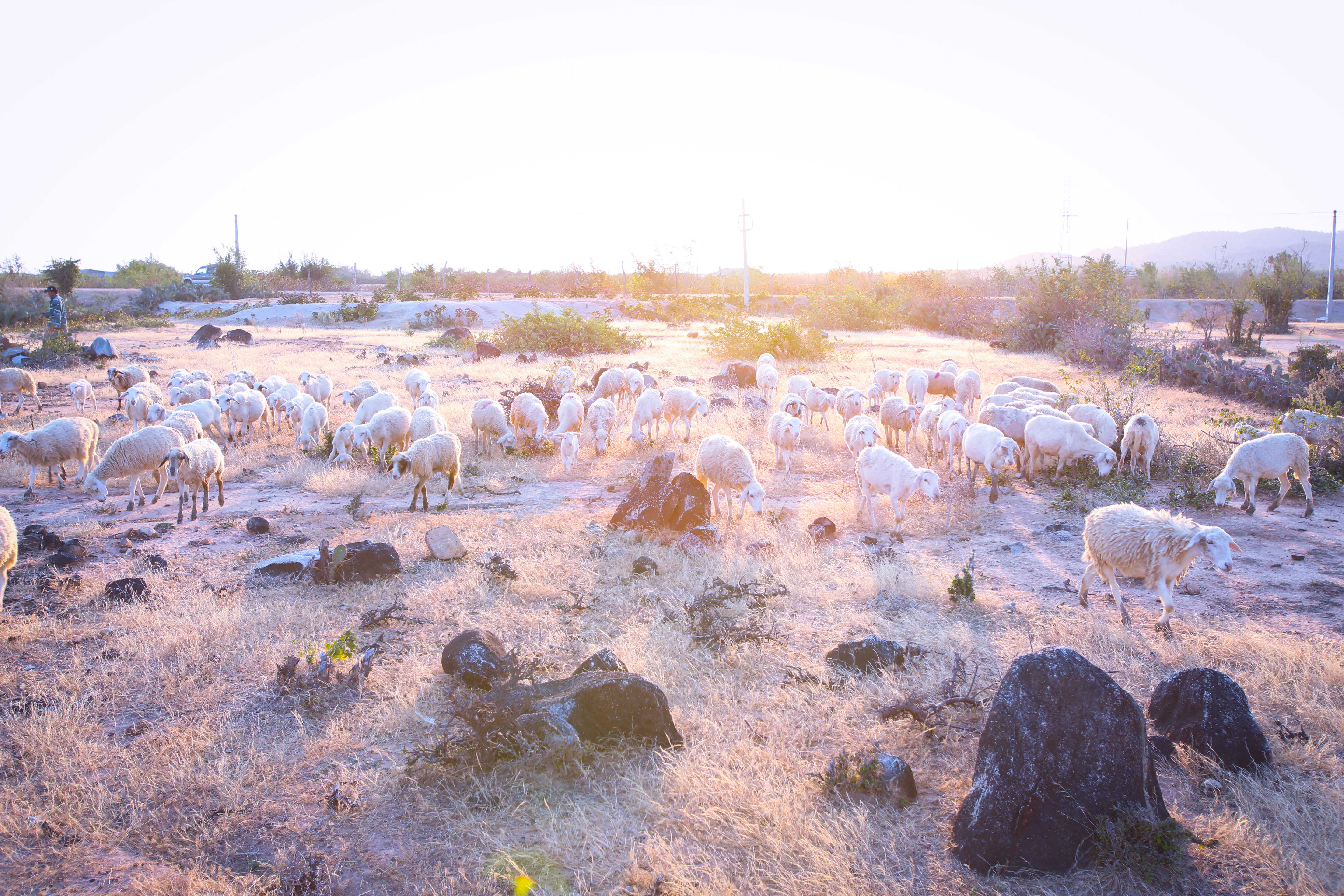 Khi nắng đã nhạt theo ánh mặt trời, đàn cừu vẫn thủng thẳng gặm những trảng cỏ còn sót lại sau những ngày hạn.