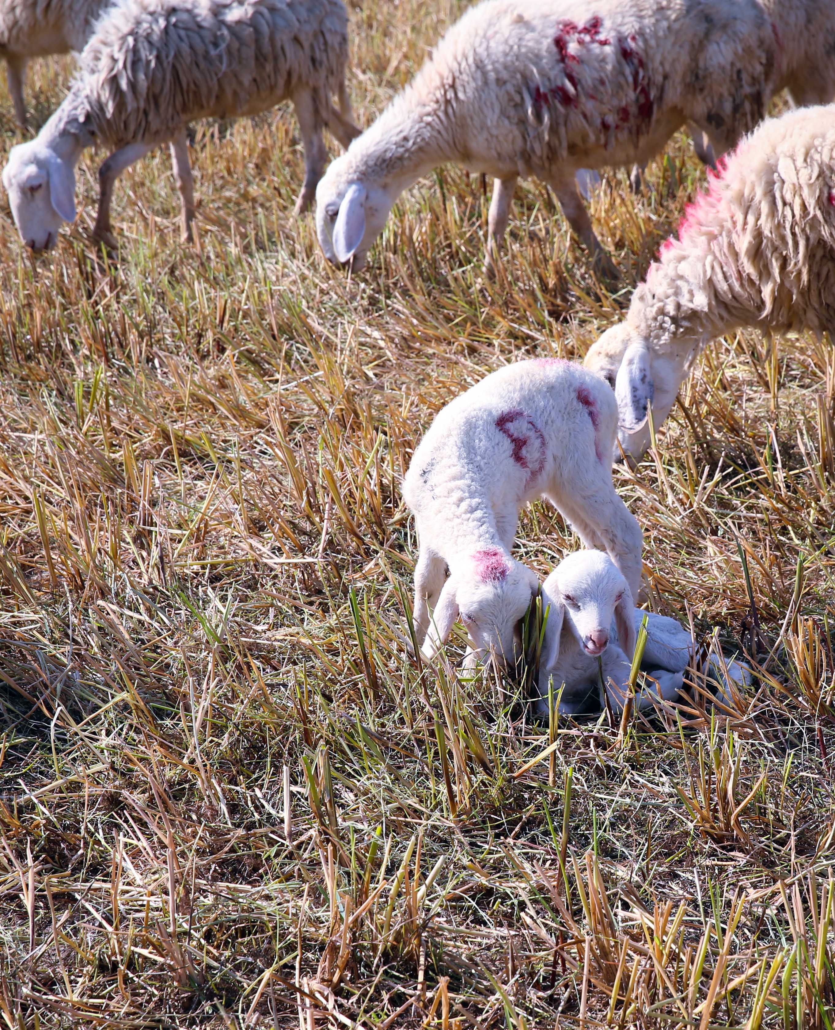 Giữa thảo nguyên bao la, có những chú cừu non như những cụm bông lăng xăng đùa nghịch.
