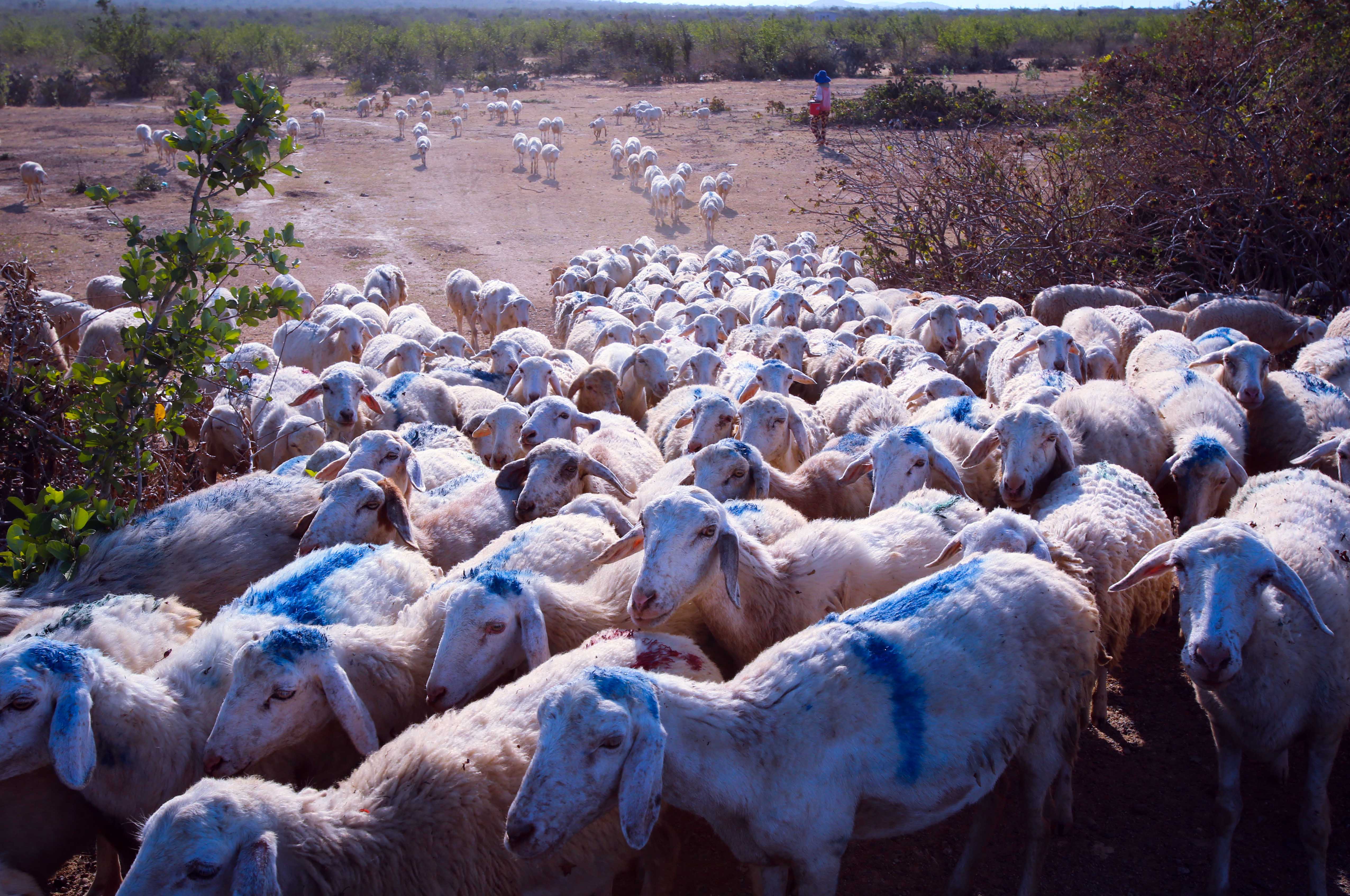 Bạt ngàn cừu chăn thả trên cánh đồng nhưng cách phân biệt cừu của mỗi trại lại rất dễ, cứ nhìn cách người ta quẹt màu trên lưng cừu để nhận diện đàn.