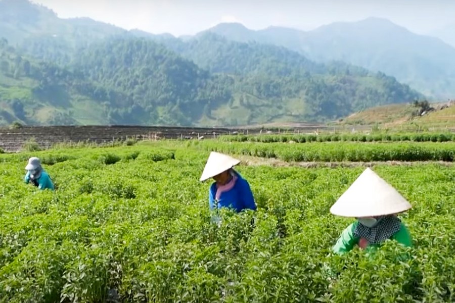 Lào Cai chuyển đổi trên 200 ha cây trồng trên đất trồng lúa trong năm 2023- Ảnh 1.