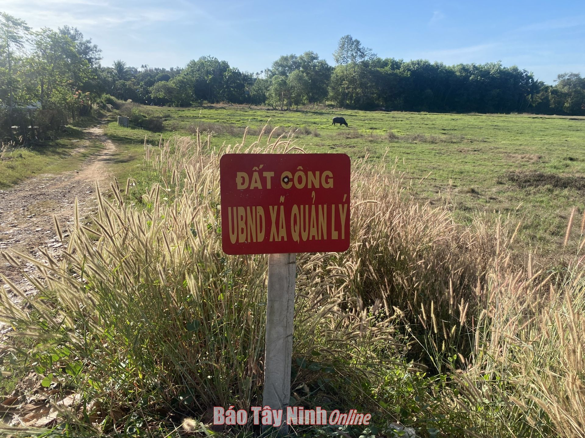 Tây Ninh: Nâng cao hiệu quả quản lý và sử dụng đất công- Ảnh 1.