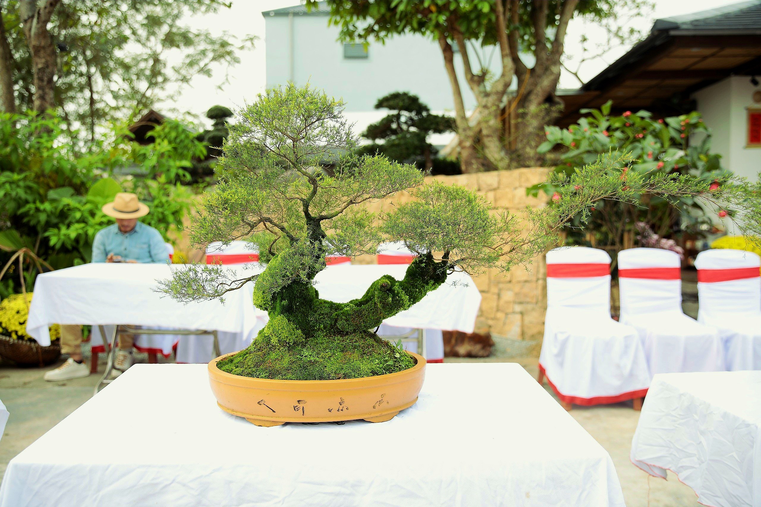 Thành Đồng Coffee & Landscape (Hà Tĩnh): Địa chỉ giao lưu, chia sẻ đam mê các tác phẩm nghệ thuật cây cảnh, bonsai- Ảnh 7.