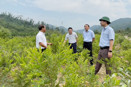 Thừa Thiên Huế: Phát triển rừng trồng bản địa góp phần hạn chế được nhiều loại hình thiên tai- Ảnh 1.