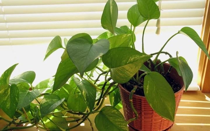 Tổng hợp các loại mệnh Mộc trong ngũ hành: Đặc điểm và ứng dụng phong thủy- Ảnh 3. Tổng hợp các loại mệnh Mộc trong ngũ hành: Đặc điểm và ứng dụng phong thủy- Ảnh 3.