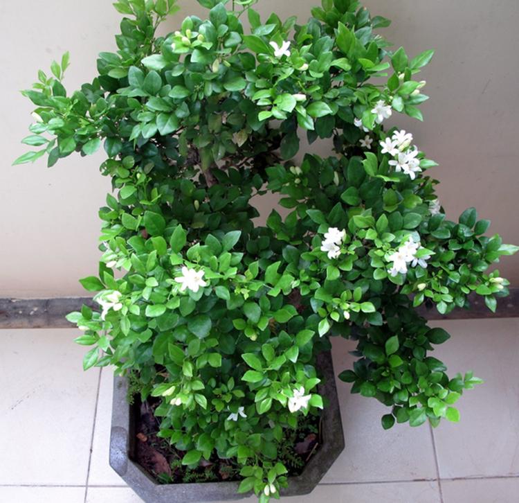 Cây nguyệt quế hợp mệnh gì? Cách trồng và chăm sóc để rước tài lộc, may mắn- Ảnh 1.