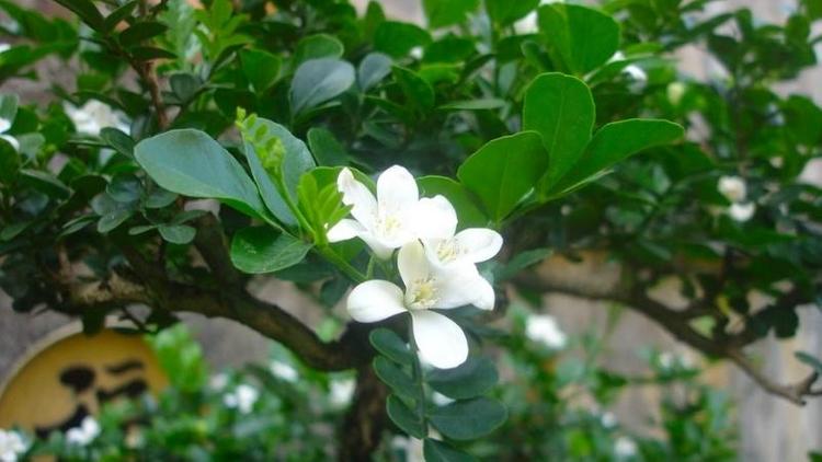 Cây nguyệt quế hợp mệnh gì? Cách trồng và chăm sóc để rước tài lộc, may mắn- Ảnh 2.