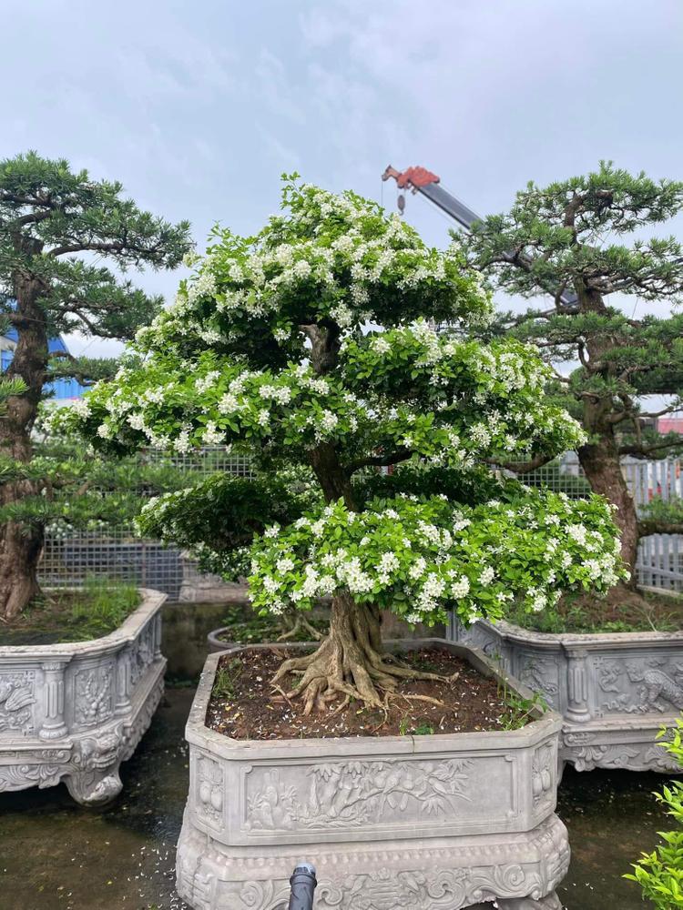 Cây nguyệt quế hợp mệnh gì? Cách trồng và chăm sóc để rước tài lộc, may mắn- Ảnh 5.