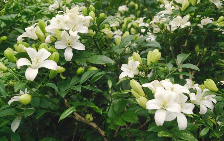 Cây nguyệt quế hợp mệnh gì? Cách trồng và chăm sóc để rước tài lộc, may mắn- Ảnh 4.