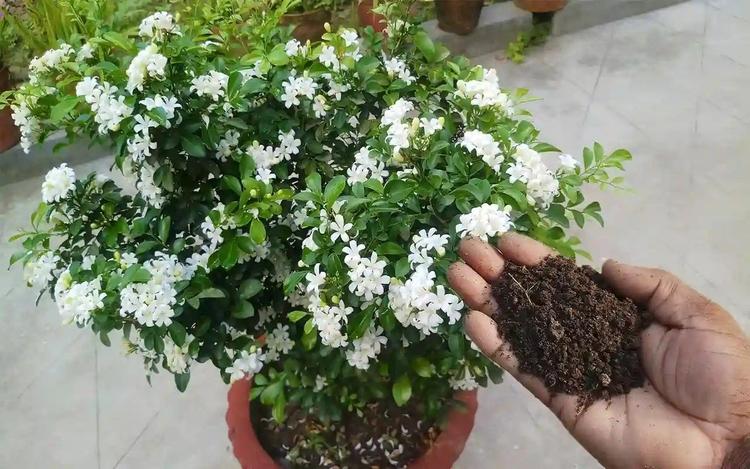 Cây nguyệt quế hợp mệnh gì? Cách trồng và chăm sóc để rước tài lộc, may mắn- Ảnh 6.