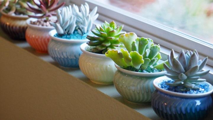 Sen đá hợp mệnh gì? Bật mí cách chọn sen đá phong thủy mang lại may mắn và tài lộc- Ảnh 3. Sen đá hợp mệnh gì? Bật mí cách chọn sen đá phong thủy mang lại may mắn và tài lộc- Ảnh 3.