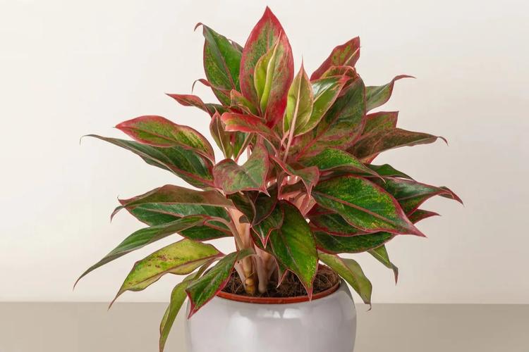 Cây Phú Quý hợp mệnh gì? Ai nên trồng để rước lộc vào nhà?- Ảnh 1.