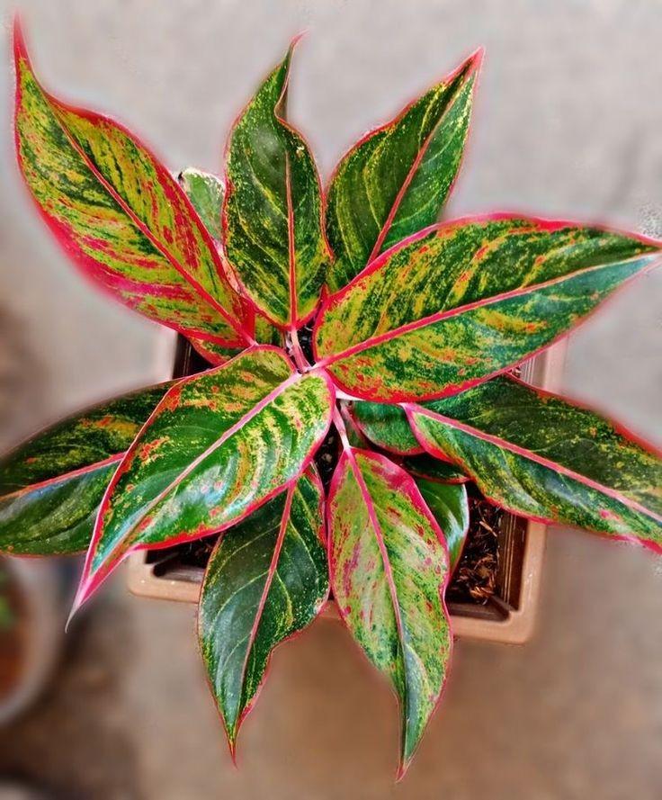 Cây Phú Quý hợp mệnh gì? Ai nên trồng để rước lộc vào nhà?- Ảnh 2.