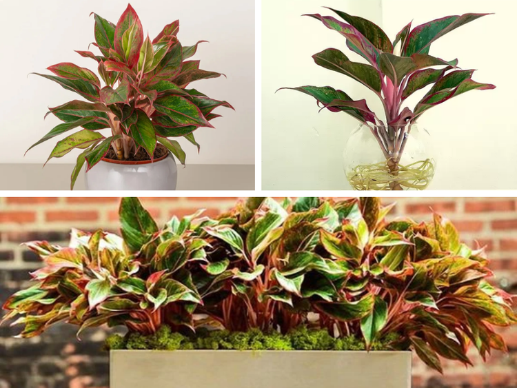 Cây Phú Quý hợp mệnh gì? Ai nên trồng để rước lộc vào nhà?- Ảnh 7.