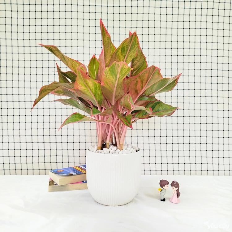 Cây Phú Quý hợp mệnh gì? Ai nên trồng để rước lộc vào nhà?- Ảnh 4.