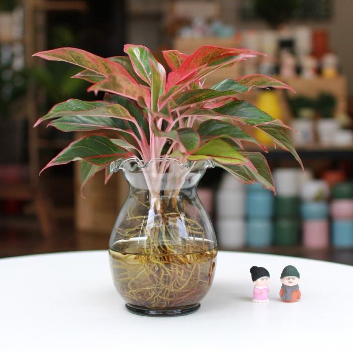 Cây Phú Quý hợp mệnh gì? Ai nên trồng để rước lộc vào nhà?- Ảnh 3.