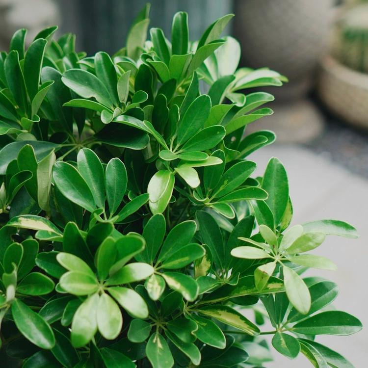 Cây ngũ gia bì hợp mệnh gì? Nên trồng ở đâu trong nhà là tốt theo phong thủy?- Ảnh 1. Cây ngũ gia bì hợp mệnh gì? Nên trồng ở đâu trong nhà là tốt theo phong thủy?- Ảnh 1.