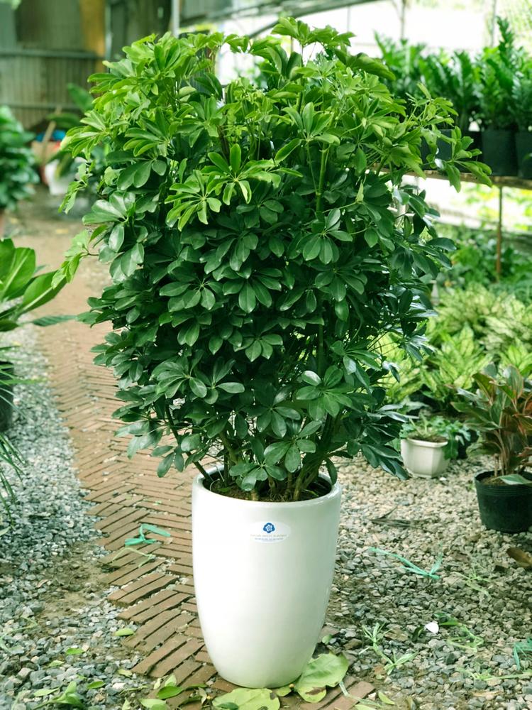 Cây ngũ gia bì hợp mệnh gì? Nên trồng ở đâu trong nhà là tốt theo phong thủy?- Ảnh 4. Cây ngũ gia bì hợp mệnh gì? Nên trồng ở đâu trong nhà là tốt theo phong thủy?- Ảnh 4.