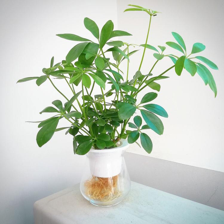 Cây ngũ gia bì hợp mệnh gì? Nên trồng ở đâu trong nhà là tốt theo phong thủy?- Ảnh 3. Cây ngũ gia bì hợp mệnh gì? Nên trồng ở đâu trong nhà là tốt theo phong thủy?- Ảnh 3.