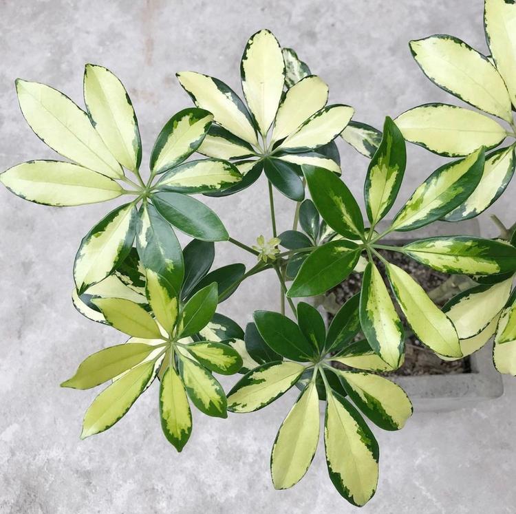 Cây ngũ gia bì hợp mệnh gì? Nên trồng ở đâu trong nhà là tốt theo phong thủy?- Ảnh 2. Cây ngũ gia bì hợp mệnh gì? Nên trồng ở đâu trong nhà là tốt theo phong thủy?- Ảnh 2.