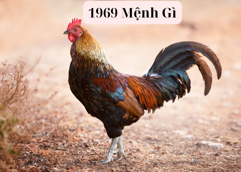 1969 mệnh gì? Khám phá màu hợp, hướng nhà tốt và tử vi 2025- Ảnh 1. 1969 mệnh gì? Khám phá màu hợp, hướng nhà tốt và tử vi 2025- Ảnh 1.