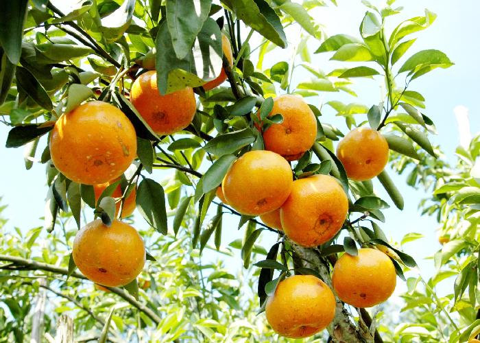 Những loại cây nên trồng trước nhà để cải thiện phong thủy- Ảnh 2.