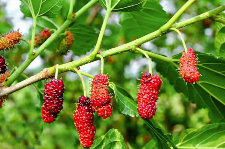 Tang Đố Mộc là gì? Khám phá màu sắc, hướng nhà và vật phẩm may mắn- Ảnh 1. Tang Đố Mộc là gì? Khám phá màu sắc, hướng nhà và vật phẩm may mắn- Ảnh 1.