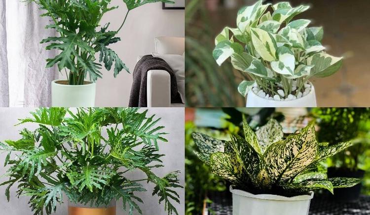 Tang Đố Mộc là gì? Khám phá màu sắc, hướng nhà và vật phẩm may mắn- Ảnh 6. Tang Đố Mộc là gì? Khám phá màu sắc, hướng nhà và vật phẩm may mắn- Ảnh 6.