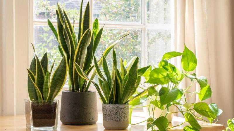 Mệnh Thổ hợp cây gì? Top 10 cây phong thủy mang lại may mắn và thịnh vượng cho người mệnh Thổ- Ảnh 14. Mệnh Thổ hợp cây gì? Top 10 cây phong thủy mang lại may mắn và thịnh vượng cho người mệnh Thổ- Ảnh 14.