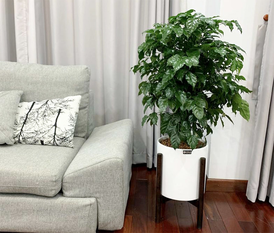Mệnh Thổ hợp cây gì? Top 10 cây phong thủy mang lại may mắn và thịnh vượng cho người mệnh Thổ- Ảnh 17. Mệnh Thổ hợp cây gì? Top 10 cây phong thủy mang lại may mắn và thịnh vượng cho người mệnh Thổ- Ảnh 17.