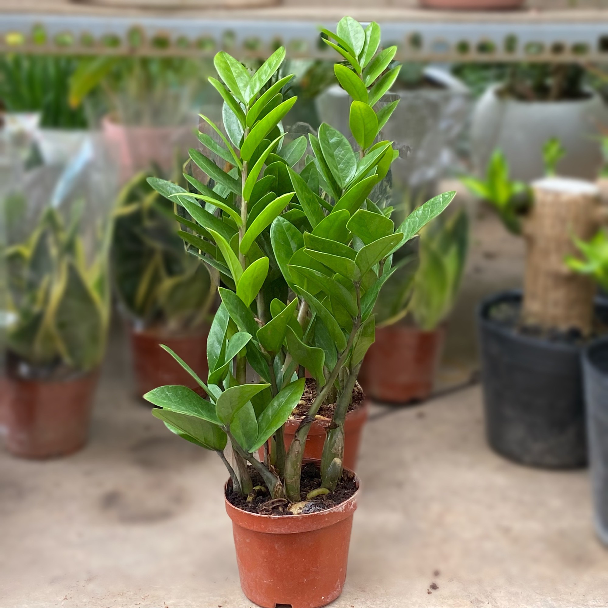 Mệnh Thổ hợp cây gì? Top 10 cây phong thủy mang lại may mắn và thịnh vượng cho người mệnh Thổ- Ảnh 16. Mệnh Thổ hợp cây gì? Top 10 cây phong thủy mang lại may mắn và thịnh vượng cho người mệnh Thổ- Ảnh 16.