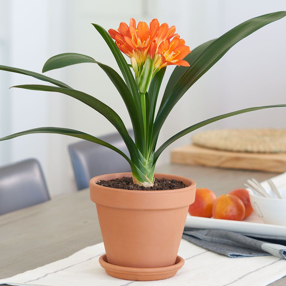 Mệnh Thổ hợp cây gì? Top 10 cây phong thủy mang lại may mắn và thịnh vượng cho người mệnh Thổ- Ảnh 11. Mệnh Thổ hợp cây gì? Top 10 cây phong thủy mang lại may mắn và thịnh vượng cho người mệnh Thổ- Ảnh 11.