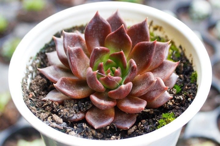Mệnh Thổ hợp cây gì? Top 10 cây phong thủy mang lại may mắn và thịnh vượng cho người mệnh Thổ- Ảnh 4. Mệnh Thổ hợp cây gì? Top 10 cây phong thủy mang lại may mắn và thịnh vượng cho người mệnh Thổ- Ảnh 4.