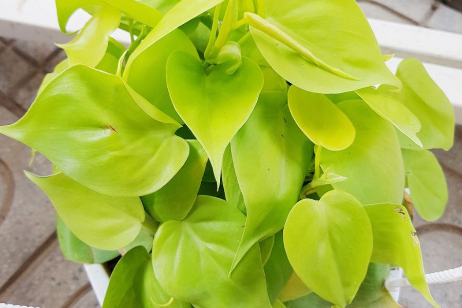 Mệnh Thổ hợp cây gì? Top 10 cây phong thủy mang lại may mắn và thịnh vượng cho người mệnh Thổ- Ảnh 3. Mệnh Thổ hợp cây gì? Top 10 cây phong thủy mang lại may mắn và thịnh vượng cho người mệnh Thổ- Ảnh 3.