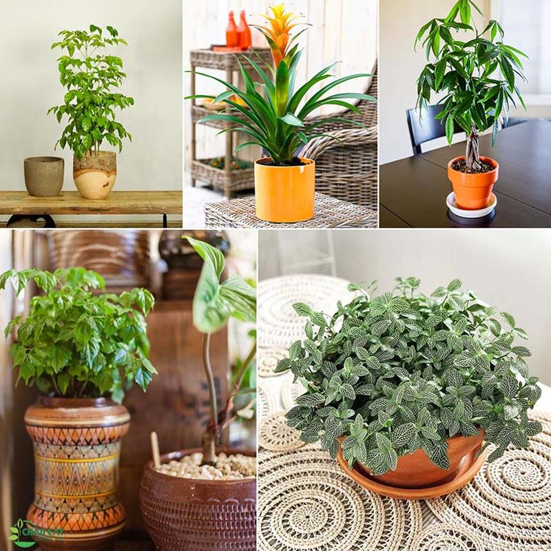 Mệnh Thổ hợp cây gì? Top 10 cây phong thủy mang lại may mắn và thịnh vượng cho người mệnh Thổ- Ảnh 13. Mệnh Thổ hợp cây gì? Top 10 cây phong thủy mang lại may mắn và thịnh vượng cho người mệnh Thổ- Ảnh 13.