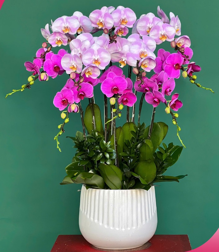 Mệnh Thổ hợp cây gì? Top 10 cây phong thủy mang lại may mắn và thịnh vượng cho người mệnh Thổ- Ảnh 6. Mệnh Thổ hợp cây gì? Top 10 cây phong thủy mang lại may mắn và thịnh vượng cho người mệnh Thổ- Ảnh 6.