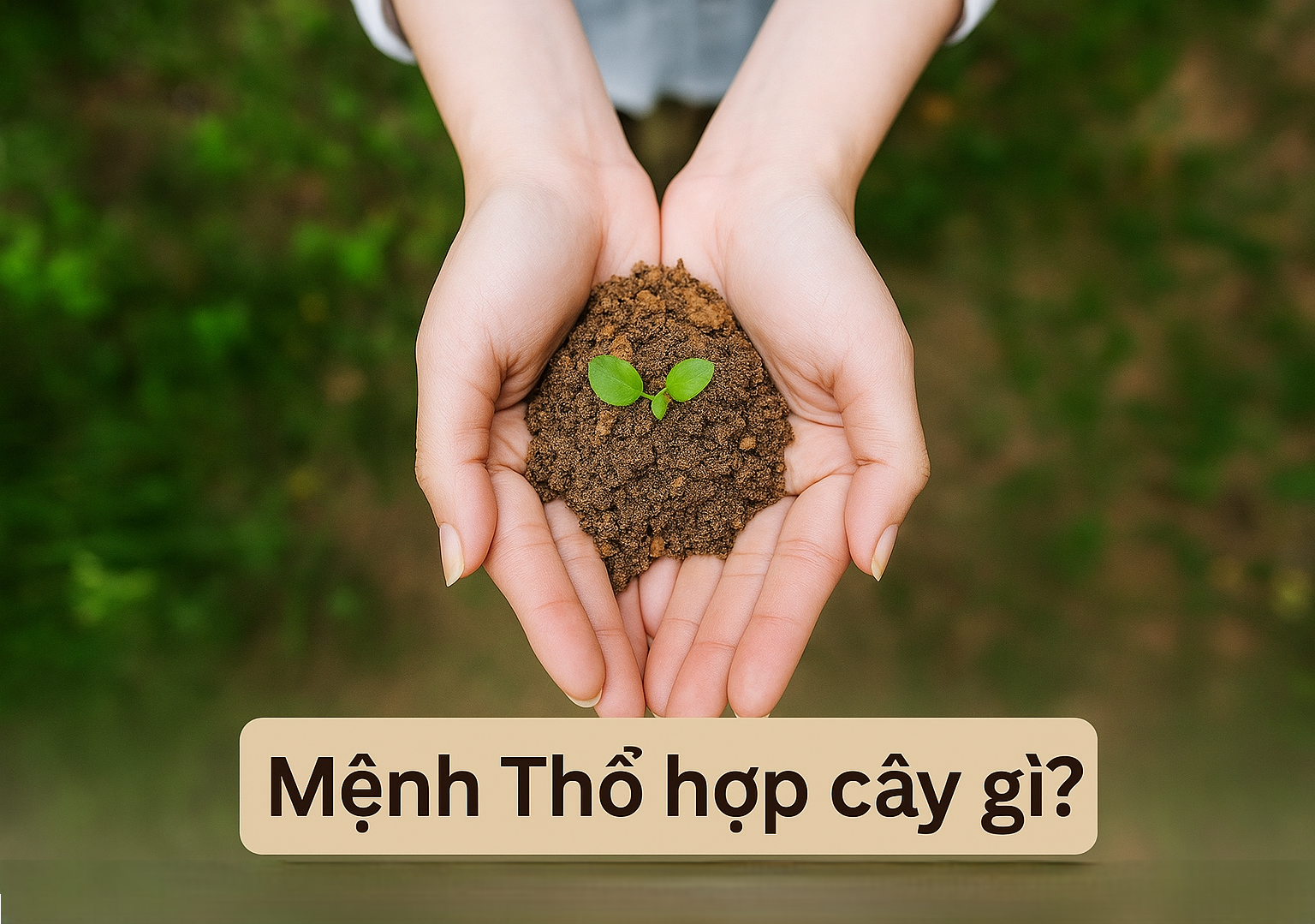 Mệnh Thổ hợp cây gì? Top 10 cây phong thủy mang lại may mắn và thịnh vượng cho người mệnh Thổ- Ảnh 1. Mệnh Thổ hợp cây gì? Top 10 cây phong thủy mang lại may mắn và thịnh vượng cho người mệnh Thổ- Ảnh 1.
