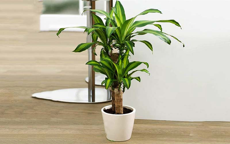 Mệnh Thổ hợp cây gì? Top 10 cây phong thủy mang lại may mắn và thịnh vượng cho người mệnh Thổ- Ảnh 2. Mệnh Thổ hợp cây gì? Top 10 cây phong thủy mang lại may mắn và thịnh vượng cho người mệnh Thổ- Ảnh 2.