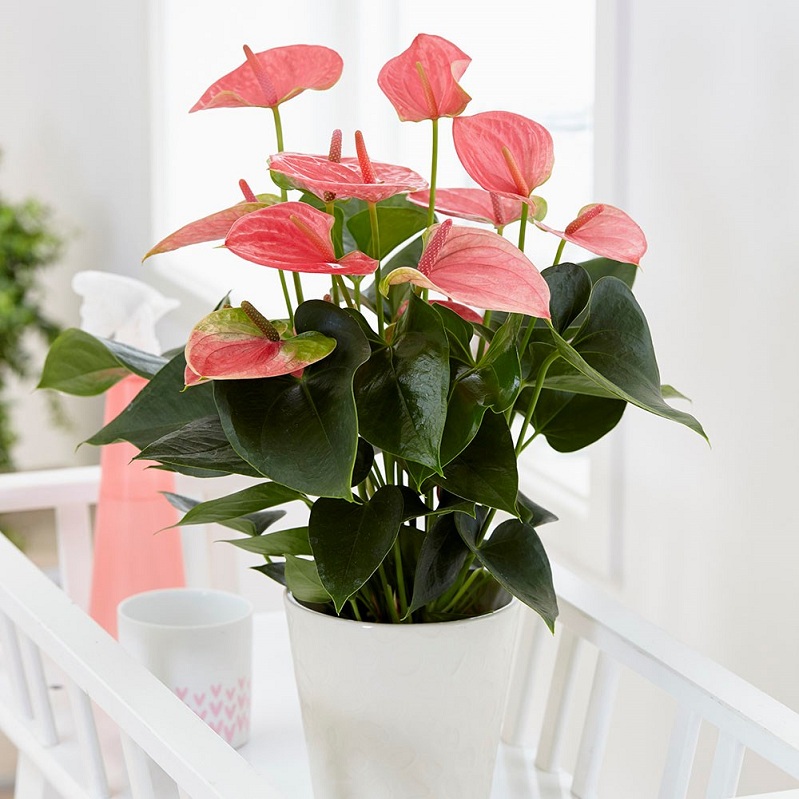 Mệnh Thổ hợp cây gì? Top 10 cây phong thủy mang lại may mắn và thịnh vượng cho người mệnh Thổ- Ảnh 10. Mệnh Thổ hợp cây gì? Top 10 cây phong thủy mang lại may mắn và thịnh vượng cho người mệnh Thổ- Ảnh 10.