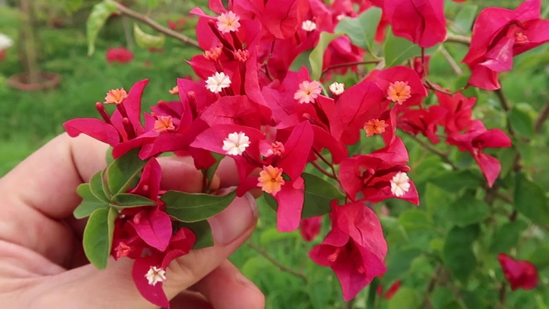 Mệnh Thổ hợp cây gì? Top 10 cây phong thủy mang lại may mắn và thịnh vượng cho người mệnh Thổ- Ảnh 15. Mệnh Thổ hợp cây gì? Top 10 cây phong thủy mang lại may mắn và thịnh vượng cho người mệnh Thổ- Ảnh 15.