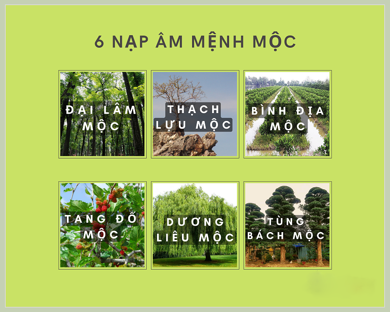 Đại Lâm Mộc là gì? Điểm đặc biệt của mệnh này trong phong thủy, tử vi- Ảnh 1. Đại Lâm Mộc là gì? Điểm đặc biệt của mệnh này trong phong thủy, tử vi- Ảnh 1.