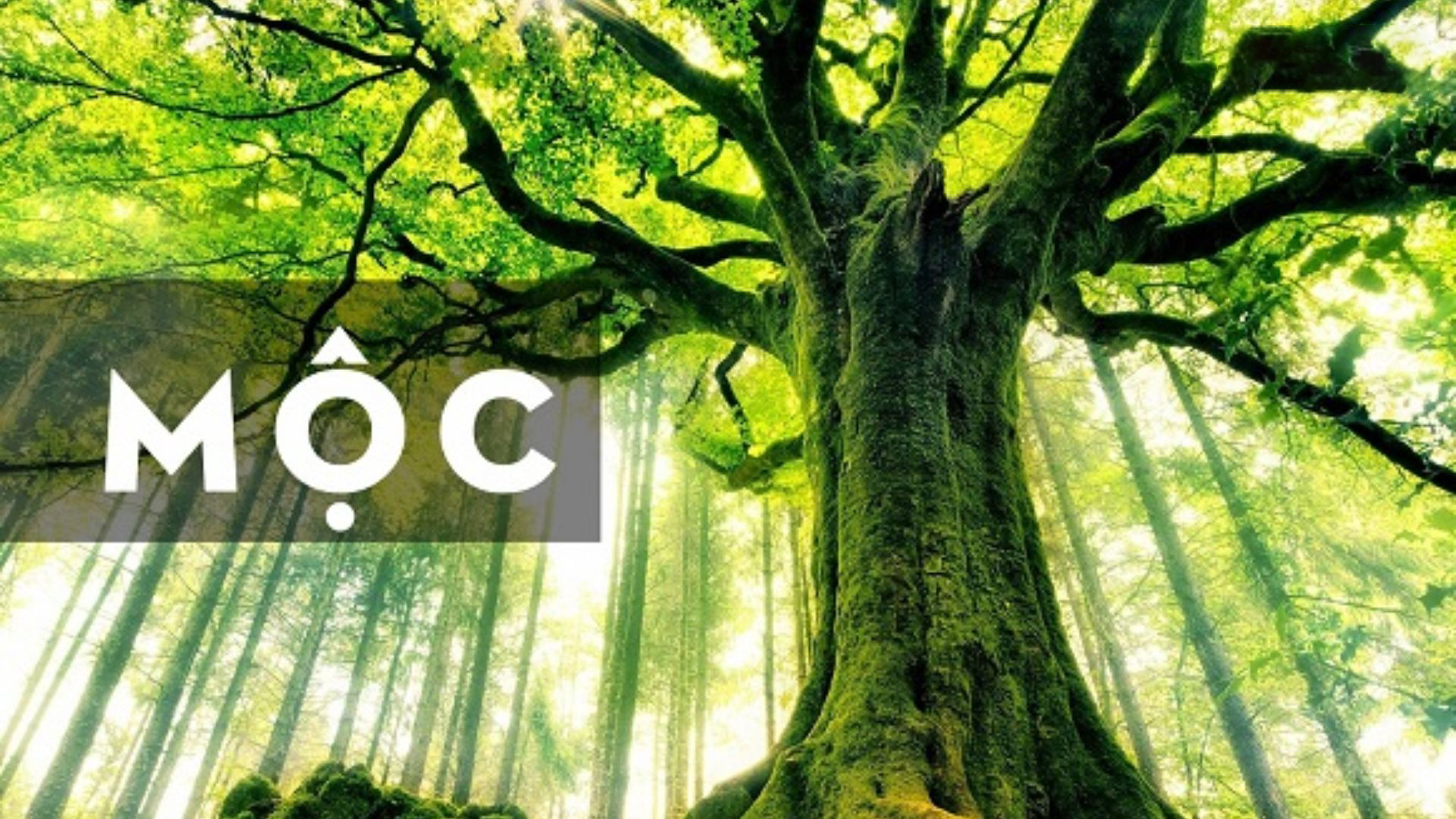 Đại Lâm Mộc là gì? Điểm đặc biệt của mệnh này trong phong thủy, tử vi- Ảnh 2. Đại Lâm Mộc là gì? Điểm đặc biệt của mệnh này trong phong thủy, tử vi- Ảnh 2.