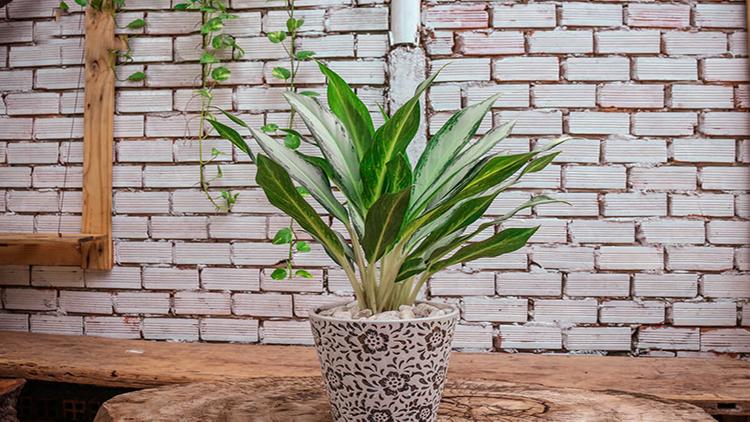 Mệnh Hải Trung Kim - giải mã các yếu tố phong thủy giúp tăng cường may mắn và tài lộc- Ảnh 6.