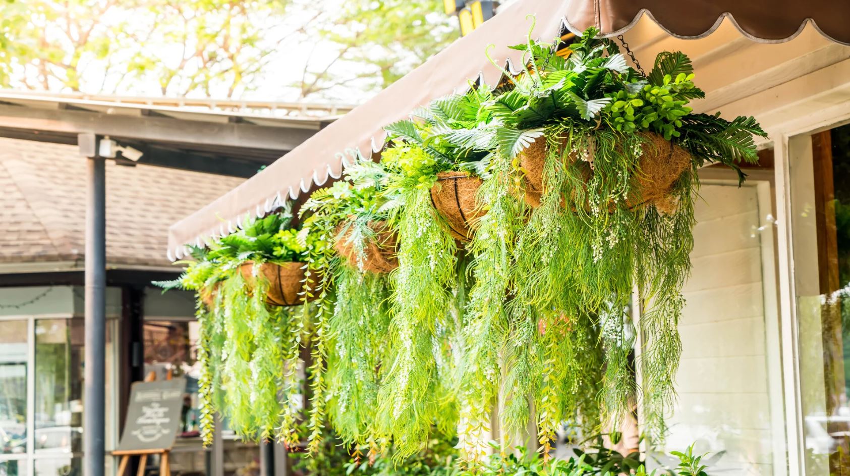 Mách bạn bí quyết trang trí cây treo ban công đẹp và rẻ- Ảnh 1.