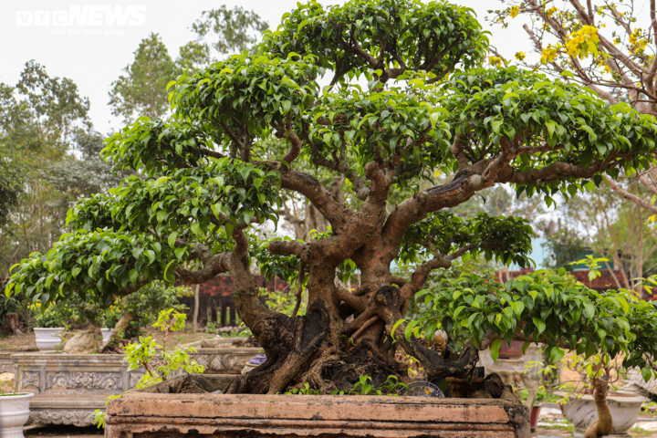 Những cây kiêng kỵ trồng trước nhà - giải mã dưới góc nhìn phong thủy- Ảnh 4.