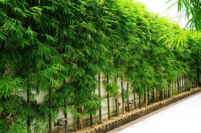 Những cây kiêng kỵ trồng trước nhà - giải mã dưới góc nhìn phong thủy- Ảnh 7.