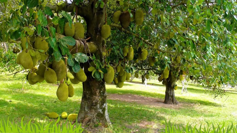 Những cây kiêng kỵ trồng trước nhà - giải mã dưới góc nhìn phong thủy- Ảnh 9.