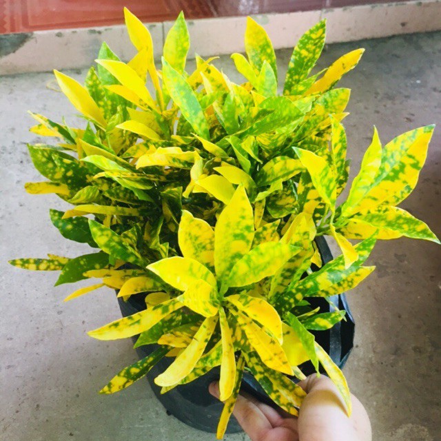 Người mệnh Thổ nên trồng cây gì trong nhà để xua đuổi tà khí, rước đón tài lộc?- Ảnh 9. Người mệnh Thổ nên trồng cây gì trong nhà để xua đuổi tà khí, rước đón tài lộc?- Ảnh 9.